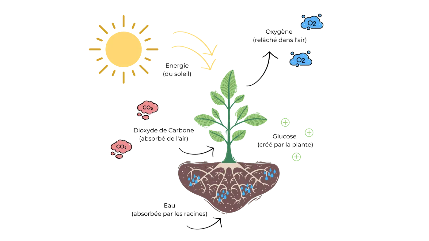 Processus de la photosynthèse permettant la croissance des plantes.